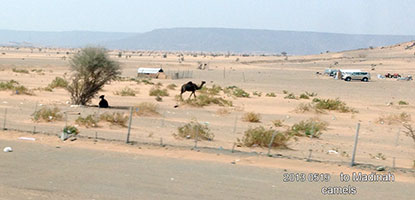 to Madinah camels